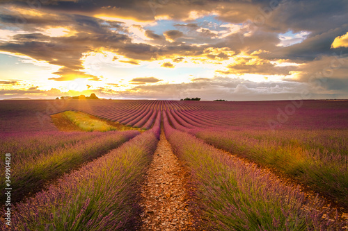 Fototapeta Naklejka Na Ścianę i Meble -  lavender field at sunset