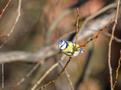 Blue tit perching on branch