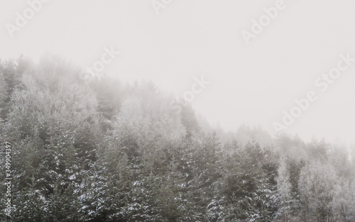 Snow covered forest in fog in Stockholm