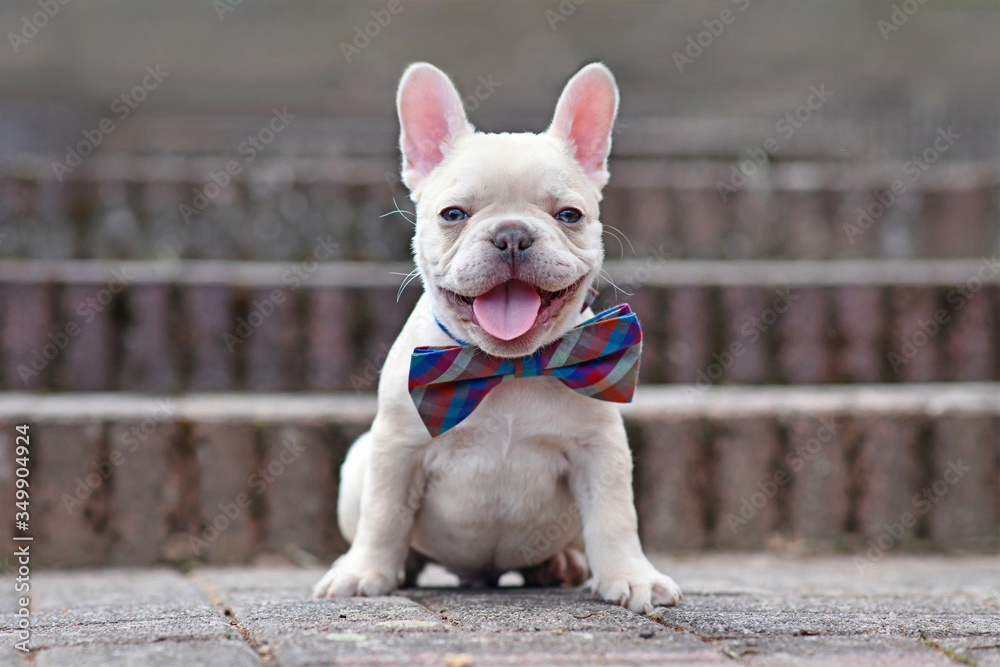 Happy lilac fawn colored French Bulldog dog puppy with big smile with tongue out wearing a bow tie 