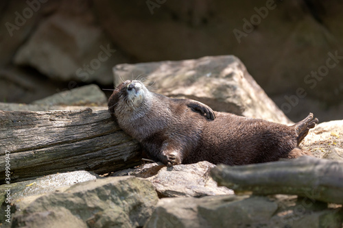 Aonyx cinereus - otter resting and lying on its back and basking in the sun.
