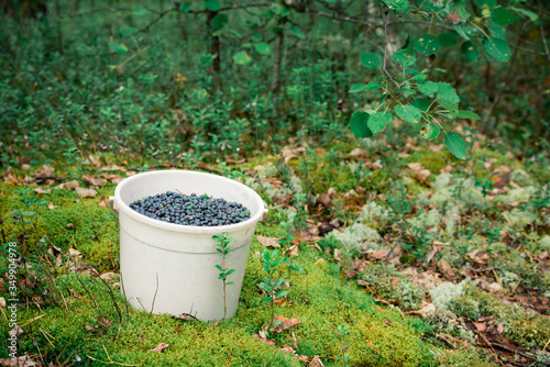 Full bucket of ripe blueberries collected in forest in swamp. © Evgenii