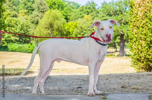 beautiful and sweet white dog with yellow eyes and pink nose