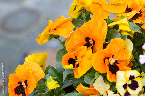 Macro of some orange horned pansy with copy space photo