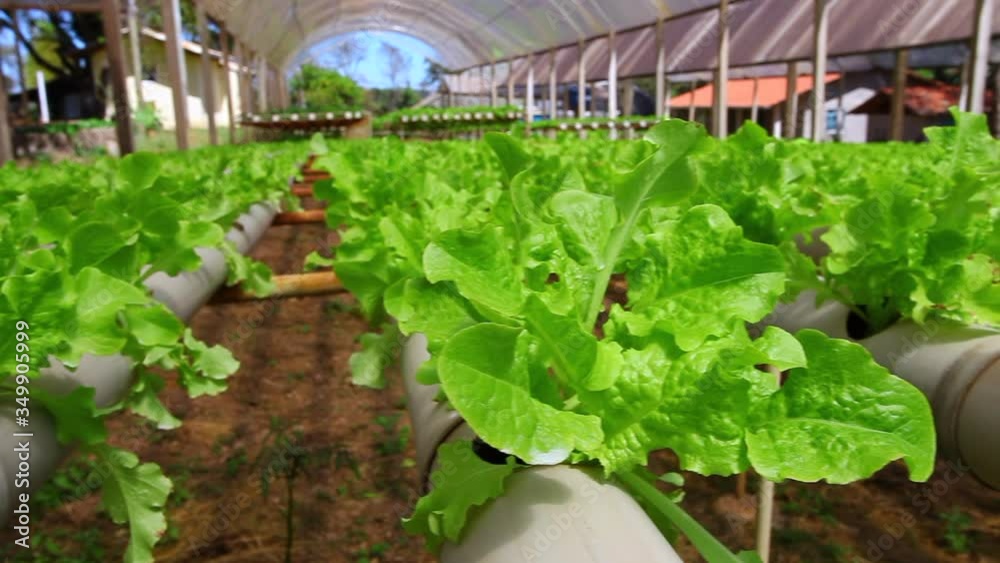 Farm of hydroponic products, lettuce, rocket, and several leaves Farm of hydroponic products, lettuce, rocket, and several leaves