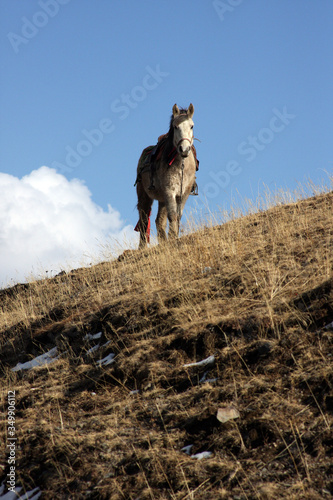 Horse on hill © Ian