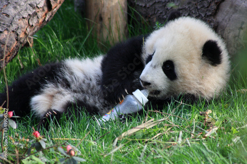Chengdu pandas