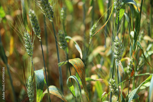 Wheat leaf rust (Puccinia triticina)- fungal disease of wheat. Symptoms are brown rust pustules on wheat leaves 