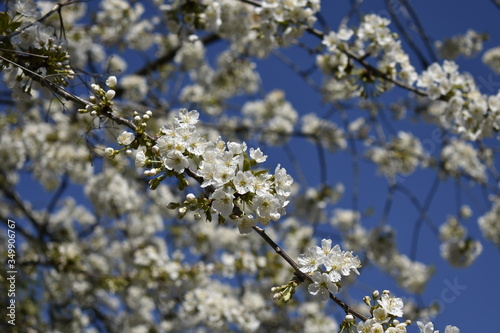 Fleurs, sakura, printemps © Adeline