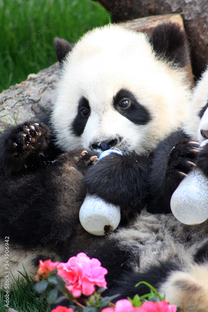 Chengdu pandas Chengdu pandas