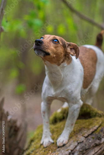 Jack Russell Terrier is standing in the forest on a fallen tree.
