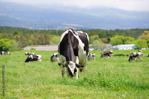 the green sweep of a pasture