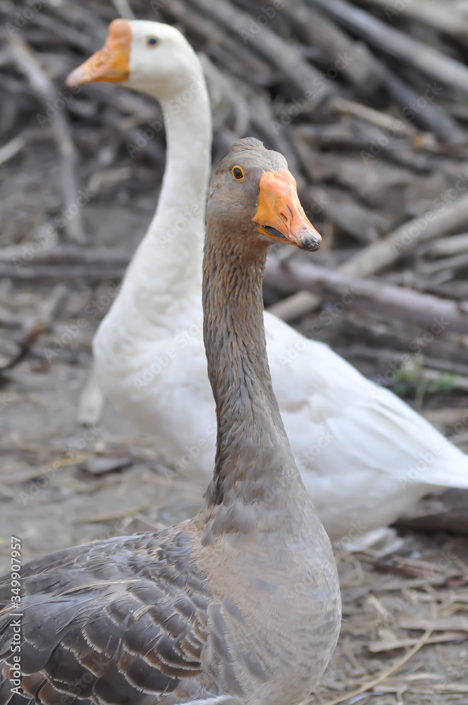 duck ,drake and goose duck ,drake and goose