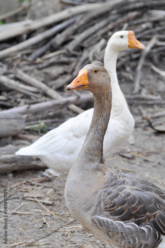 duck ,drake and goose duck ,drake and goose