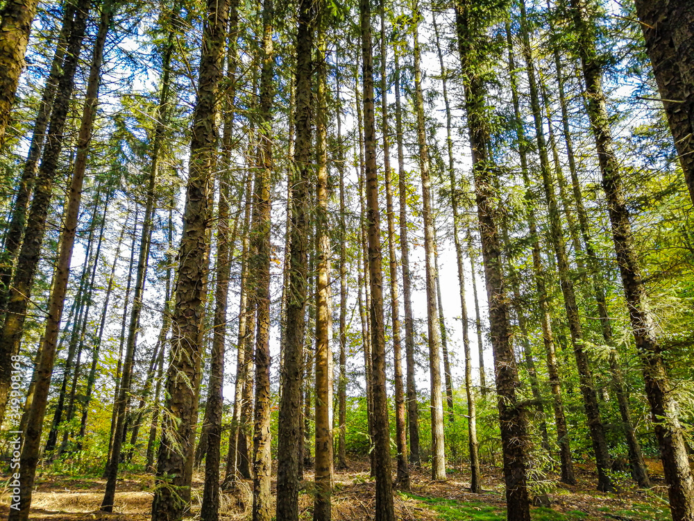 Wunderschönes Bild aus dem Wald. Zu sehen sind Bäume mit Sonnenstrahlen in der Dämmerung. Sonne ist einfach etwas schönes! :)