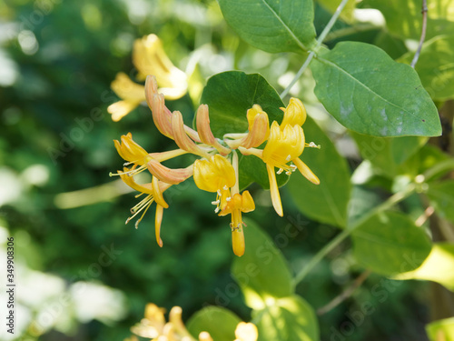 Slika na platnu Gros plan sur une fleur jaune orangée et cuivrée du chèvrefeuille de Tellmann (L