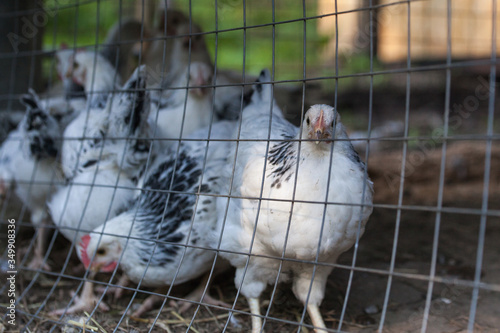 Young Sussex hens on a home farm.