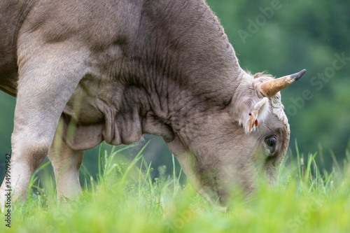 Fototapeta Naklejka Na Ścianę i Meble -  Toro de raza bruna dels Pirineus (bruna de los Pirineos)