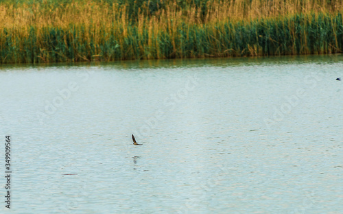 View of a swallow flying low over the water in front of reeds