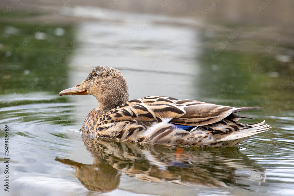 Fototapeta premium Ente auf dem See