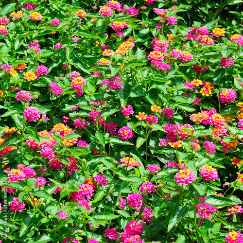 Beautiful floral background in the city garden. © alinamd