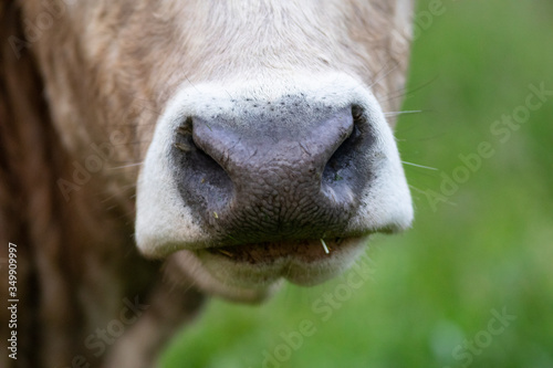 Hocico de una vaca de raza bruna dels Pirineus (bruna de los Pirineos)
