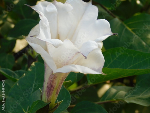 best images of nature Jimsonweed photo