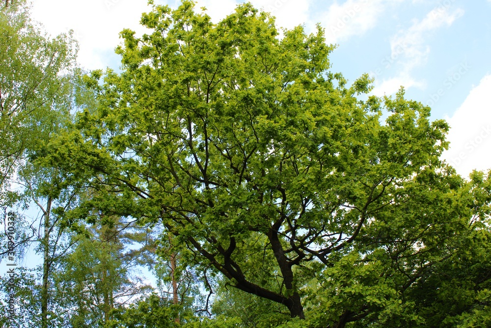 Green leaves Green leaves
