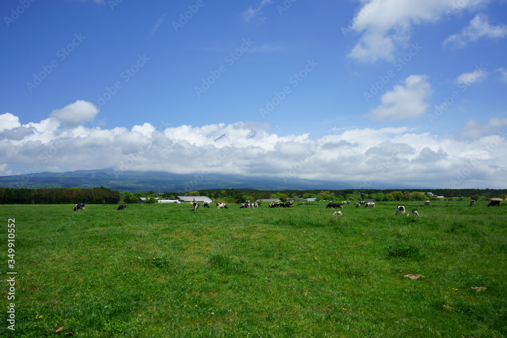 Obraz premium the green sweep of a pasture