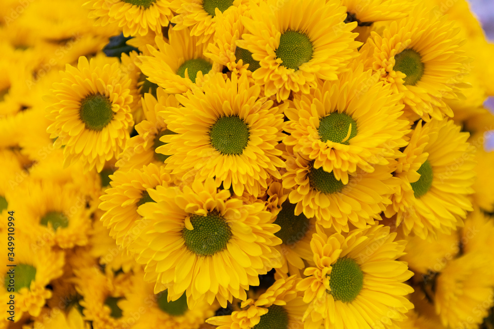 Flores amarillas Flores amarillas