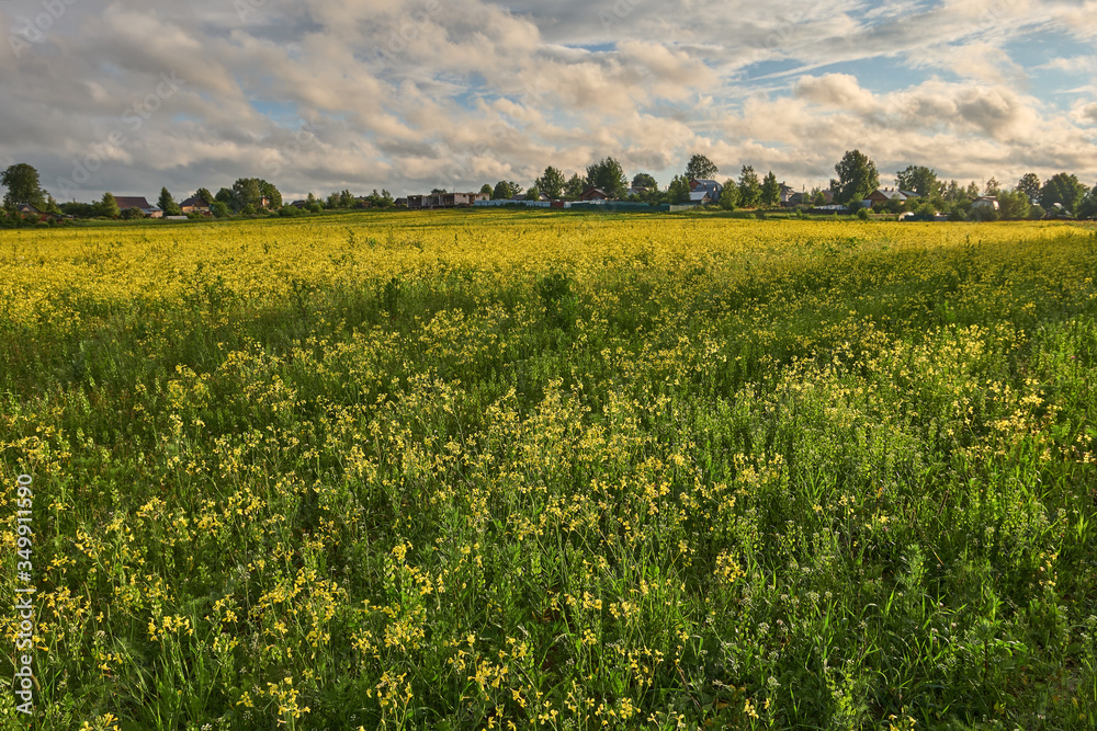 Summer landscape with blooming rapeseed field and dirt road on a sunny evening