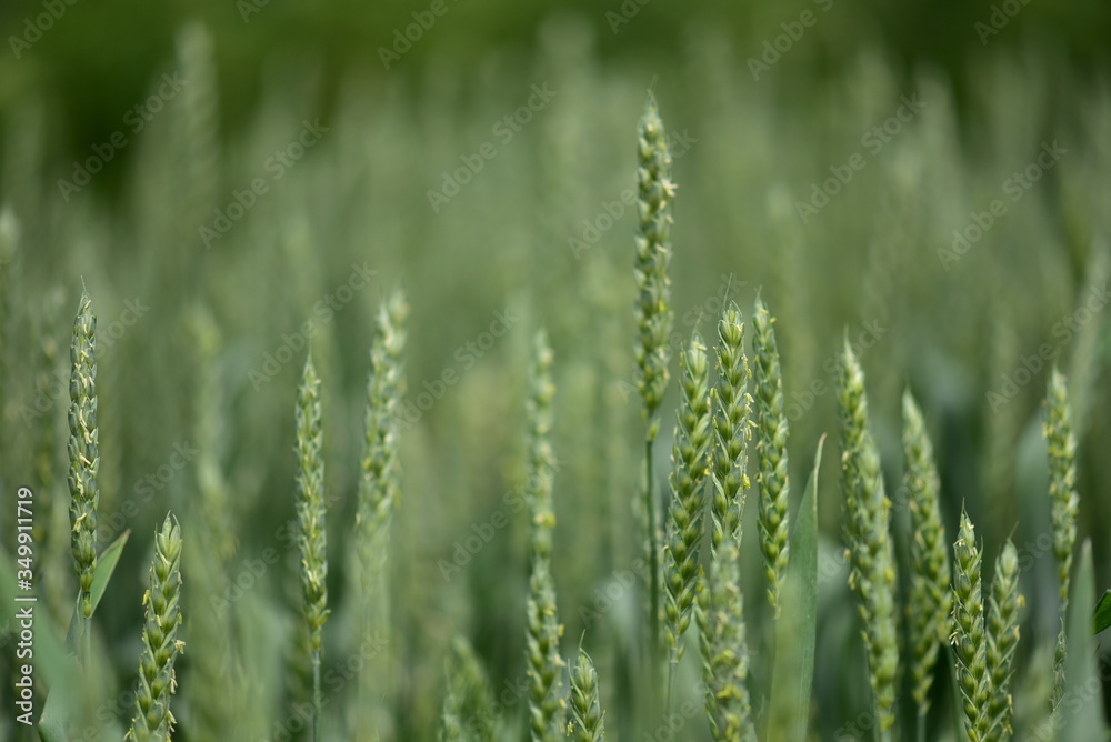 green wheat field green wheat field