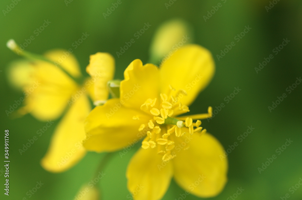 common celandine flower