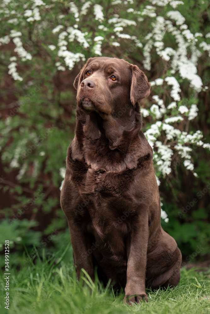 Portrait of a cute labrador in spirea flowers Portrait of a cute labrador in spirea flowers
