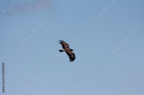 Lesser spotted eagle (Clanga pomarina) is a bird of natural life.