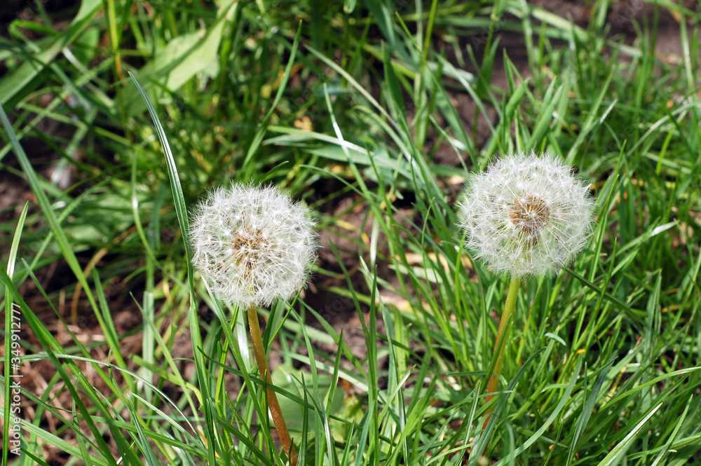 Flowers Dandelions. A pair of dandelions who are ready to shed seeds in the wind. Flowers Dandelions. A pair of dandelions who are ready to shed seeds in the wind.
