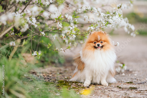 .a fluffy little dog sits under a branch of a blossoming apple tree or cherry. Pomeranian spitz on a walk in the spring, wallpaper, copy space