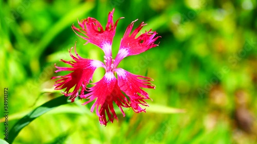Bloody Red Fringed Dianthus Superbus. Botanist Theophrastus gave these flowers the genus name Dianthus, which means “divine flower.”