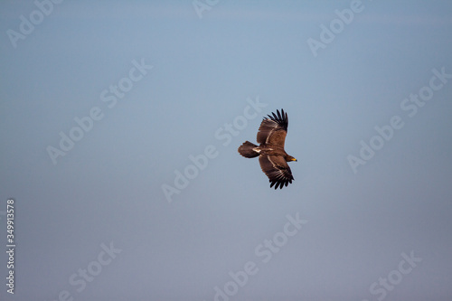 Lesser spotted eagle (Clanga pomarina) is a bird of natural life.