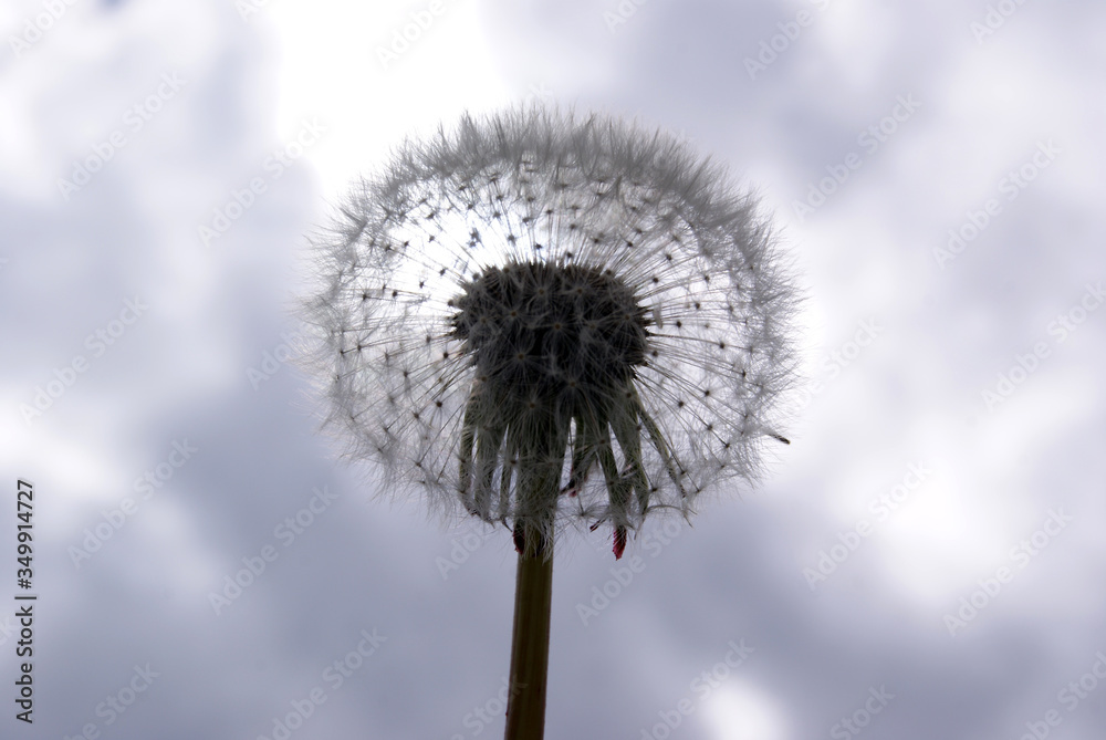 Obraz premium White dandelion on the background of gray clouds. The light falls on the fluff.