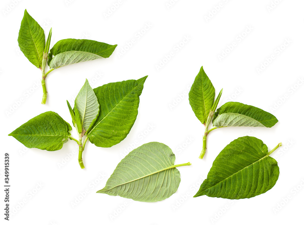 Kratom speciosa Mitragyna leaves on a white background Kratom speciosa Mitragyna leaves on a white background