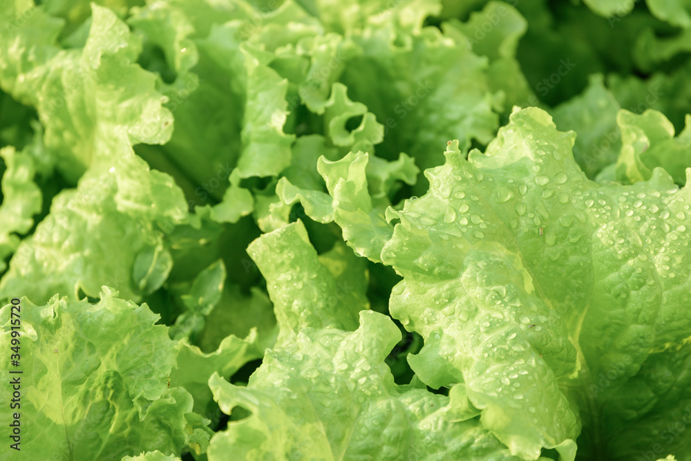 Fresh green lettuce growing on garden bed in vegetable garden. Fresh green lettuce growing on garden bed in vegetable garden.