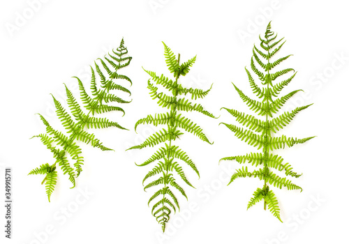Fern leaves on a white background isolated