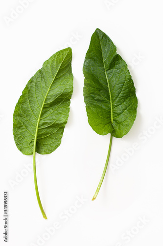 Raw Rumex crispus, yellow dock green fresh leaf on white background. Top view.