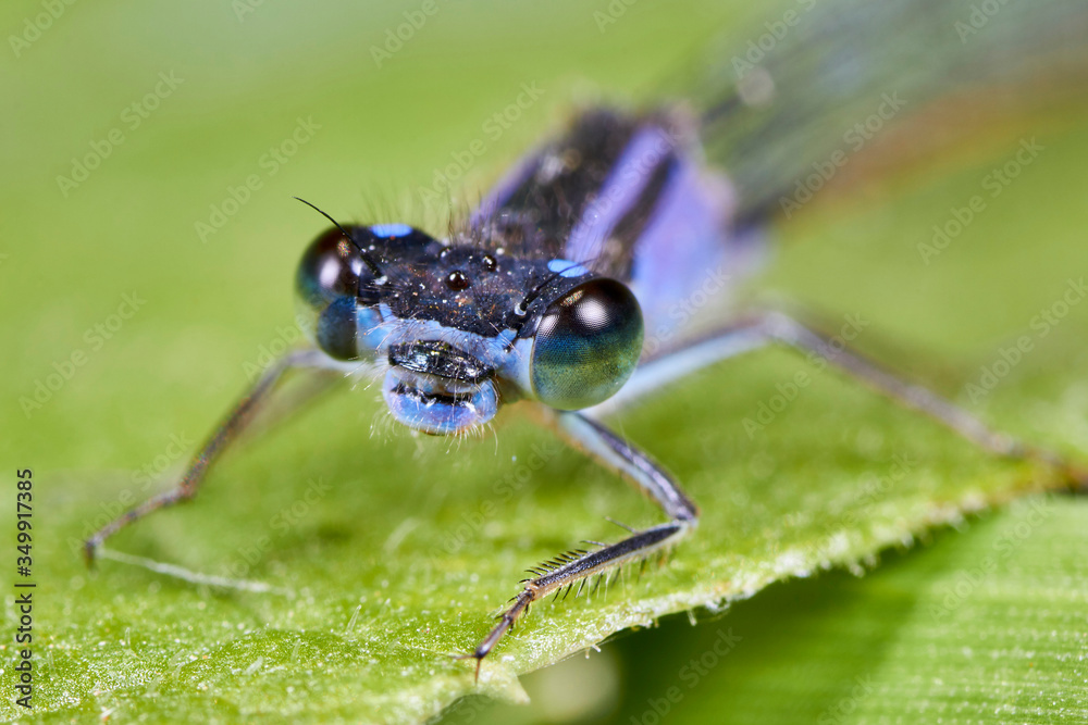 Libellule Bleue,Agrion mignon Libellule Bleue,Agrion mignon