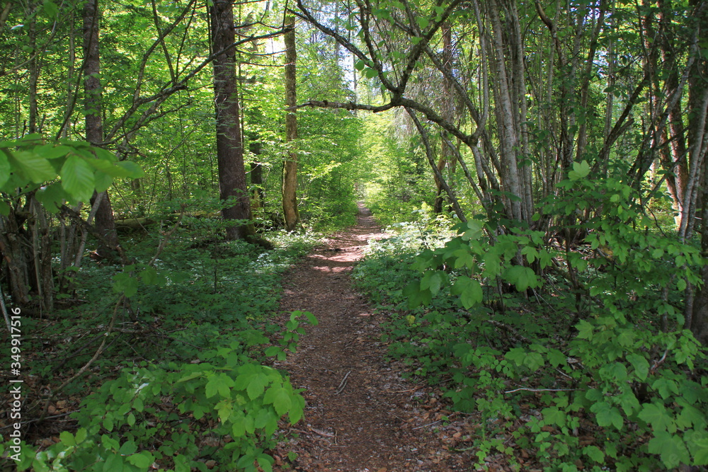 Im Wald Im Wald