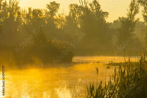 Geese and goslings swimming along the edge of a misty lake below a yellow blue sky in sunlight at foggy sunrise in a spring morning