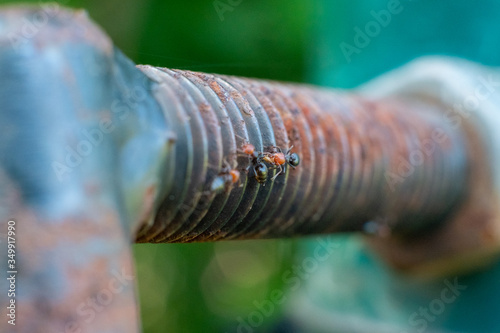 Fototapeta Naklejka Na Ścianę i Meble -  Close up of ants on a metal tube