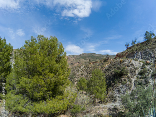 pine trees in a mountainous landscape of the Alpujarra (Spain)