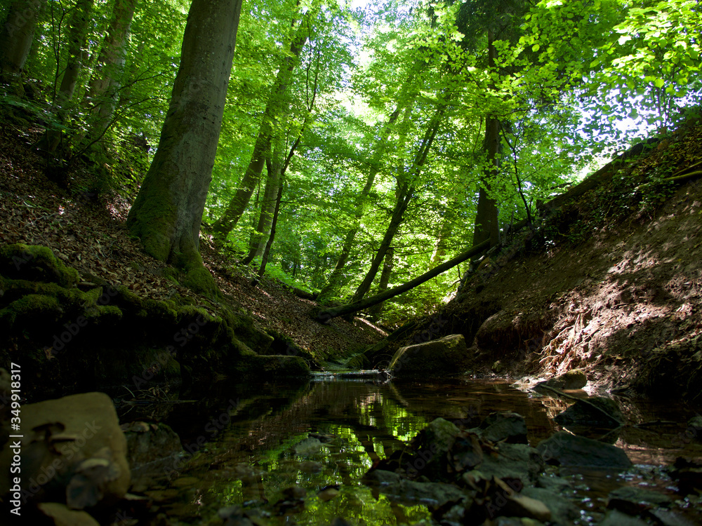 Obraz premium protected Forest, Bannwald